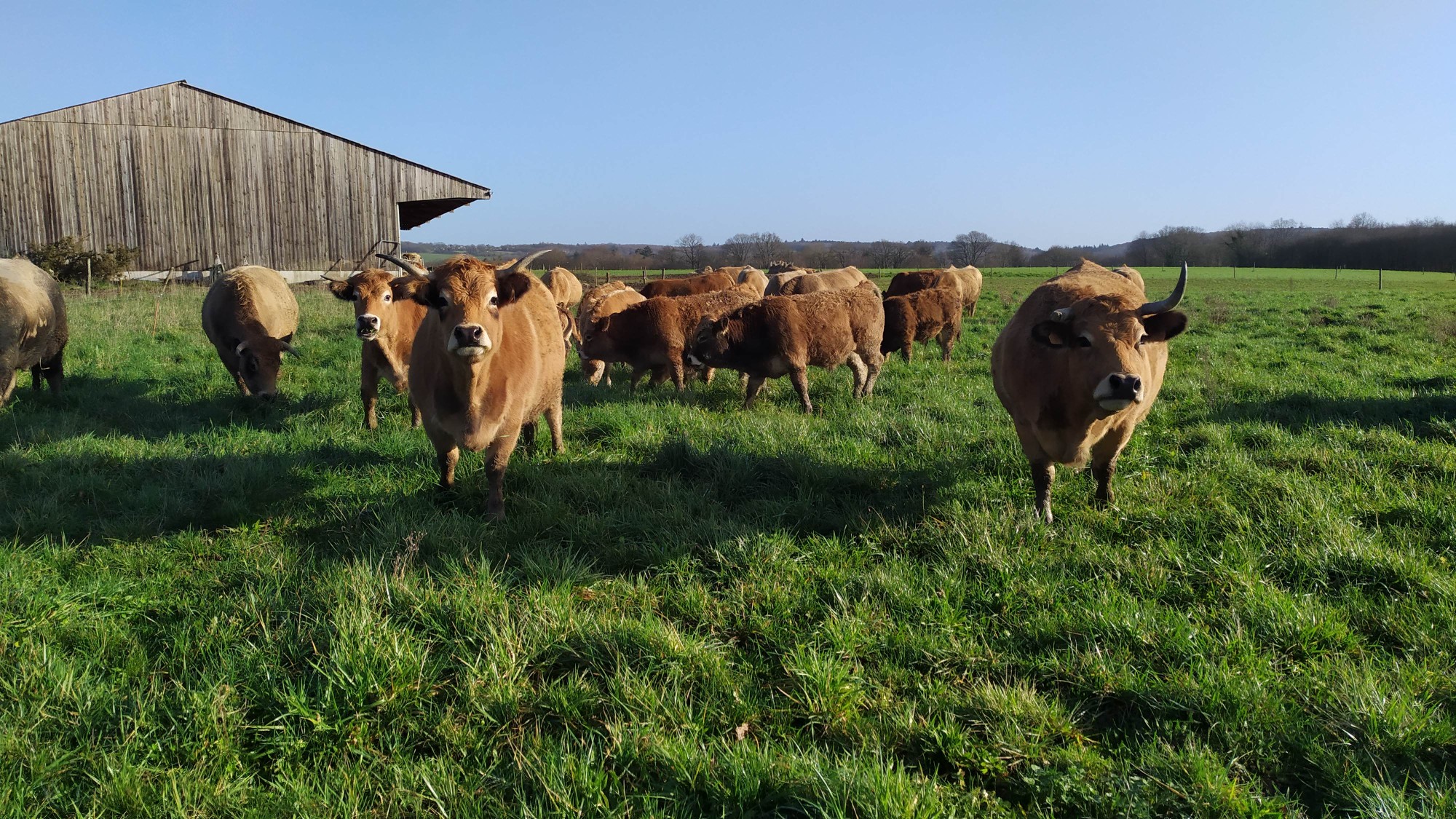 Cours d'équitation et pension pour chevaux à Guichen - Ferme Lulu la Perrière