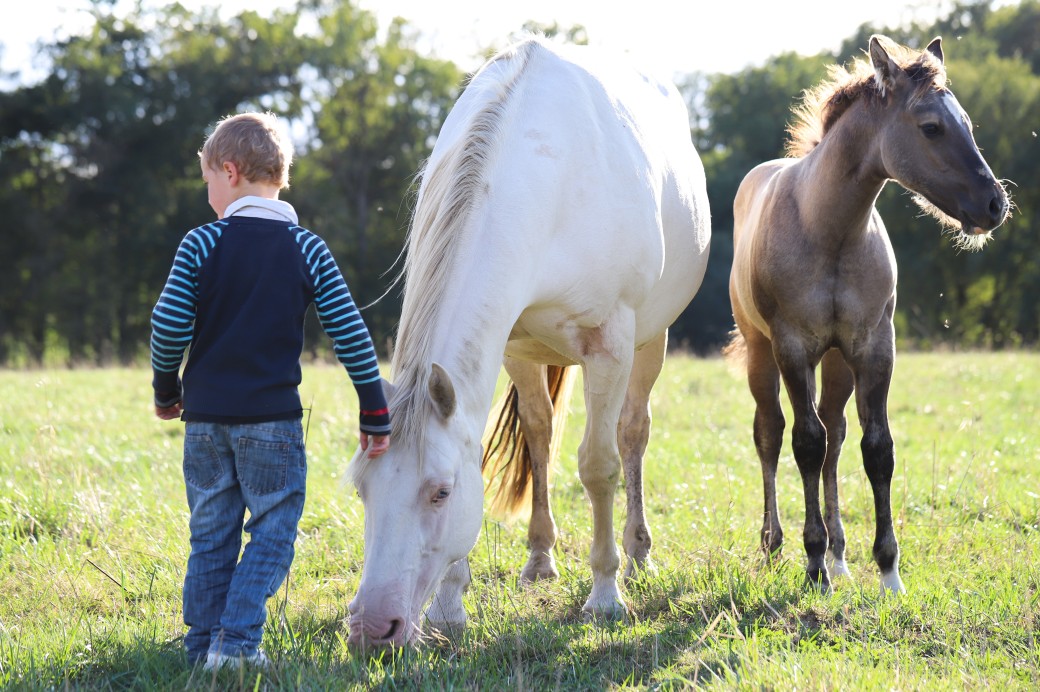 Pension pour chevaux à Guichen - Ferme Lulu la Perrière