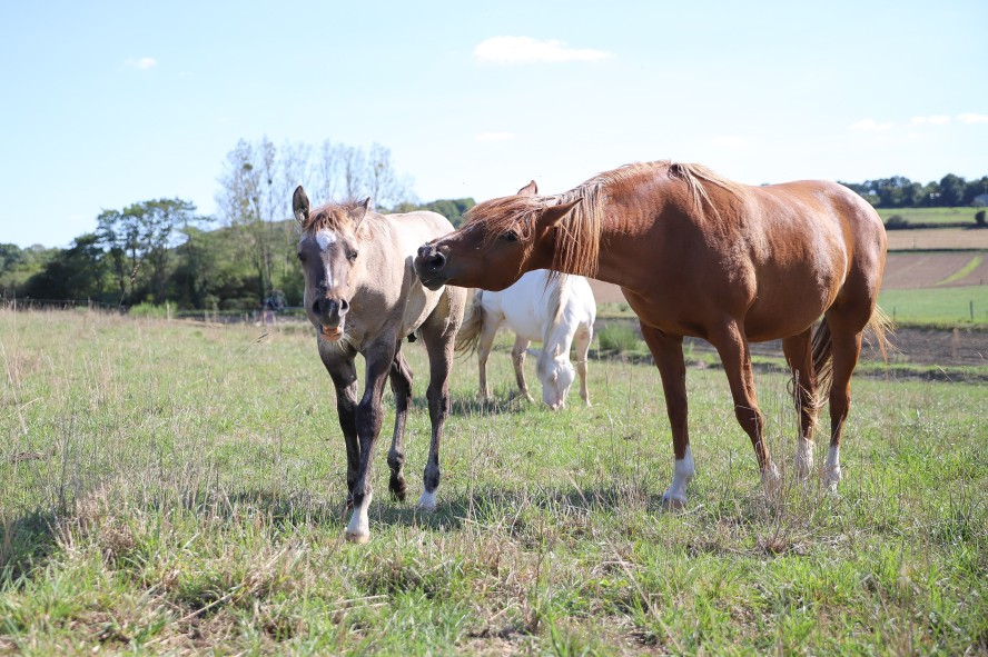 Cours d'équitation Guichen - Ferme Lulu la Perrière