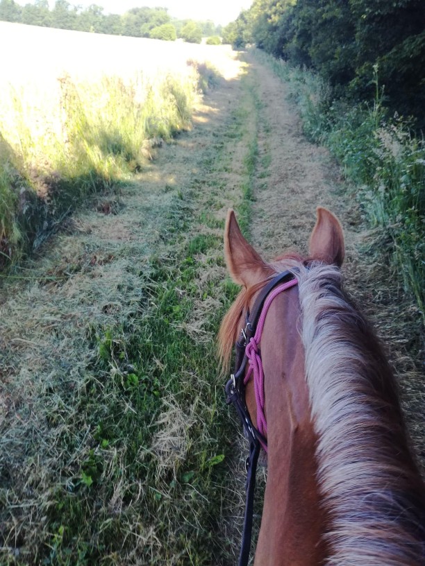 Cours d'équitation et pension pour chevaux à Guichen - Ferme Lulu la Perrière